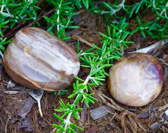 May include: Two polished, oval-shaped stones with brown and cream-colored banding, resting on a bed of brown mulch and surrounded by green sprigs. The stones have a smooth, glossy surface.