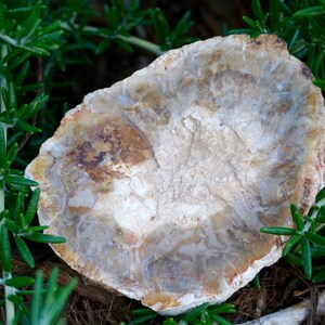 May include: A light-colored, irregularly shaped stone with a layered appearance, resting on a bed of green foliage. The stone has shades of beige, brown, and white, with visible patterns and textures. The natural stone is surrounded by small, green, needle-like leaves.