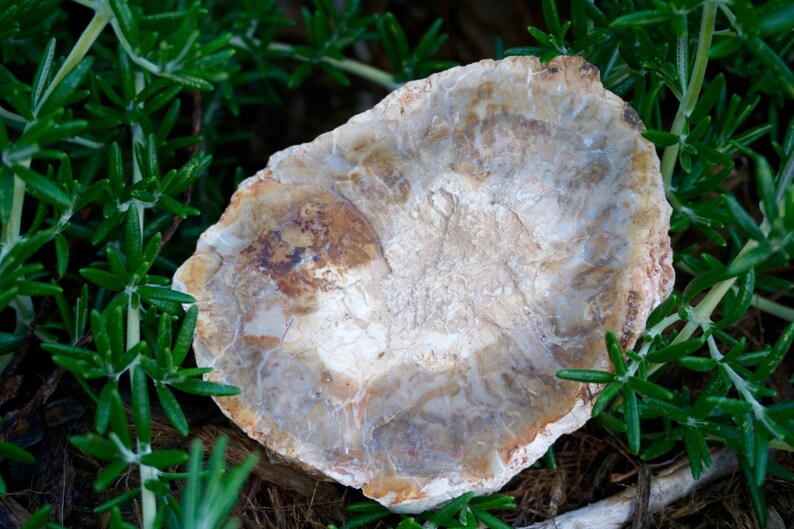 May include: A light-colored, irregularly shaped stone with a layered appearance, resting on a bed of green foliage. The stone has shades of beige, brown, and white, with visible patterns and textures. The natural stone is surrounded by small, green, needle-like leaves.