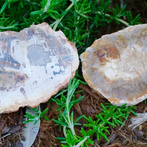 May include: Two pieces of petrified wood with a light brown and gray color scheme. The wood has a natural, organic shape and texture, with visible patterns and variations. Green plants surround the wood.