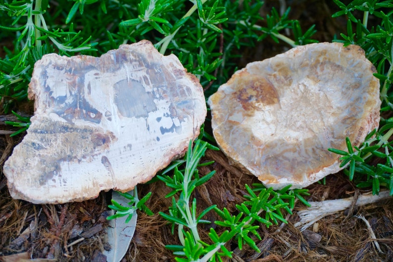 May include: Two pieces of petrified wood with a light brown and gray color scheme. The wood has a natural, organic shape and texture, with visible patterns and variations. Green plants surround the wood.