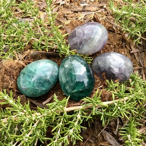 May include: Four polished fluorite stones in shades of green and purple, resting on a bed of brown mulch and surrounded by green rosemary sprigs. The stones have a smooth, egg-like shape and a crystalline appearance.