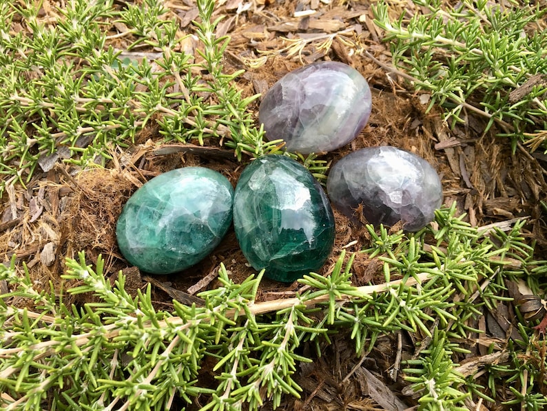 May include: Four polished fluorite stones in shades of green and purple, resting on a bed of brown mulch and surrounded by green rosemary sprigs. The stones have a smooth, egg-like shape and a crystalline appearance.