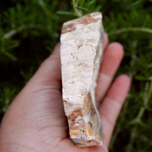 May include: A rough-edged, rectangular stone with a light beige and brown color palette. The stone has a layered texture and is held in a hand against a backdrop of green foliage. The stone's surface appears to have natural variations.