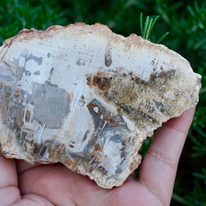 May include: A piece of petrified wood, showcasing a natural, earthy color palette. The stone features a mix of beige, brown, and gray tones, with visible grain patterns and textures. The fossil is held in a hand, with green foliage in the background.