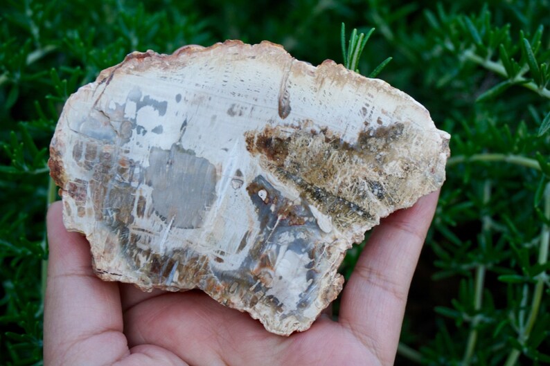 May include: A piece of petrified wood, showcasing a natural, earthy color palette. The stone features a mix of beige, brown, and gray tones, with visible grain patterns and textures. The fossil is held in a hand, with green foliage in the background.