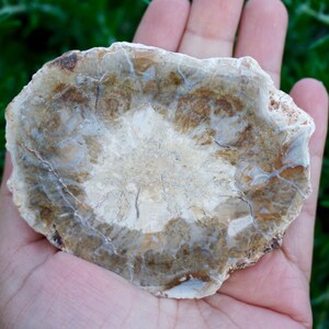 May include: A natural, irregularly shaped stone with a light beige and brown color palette. The stone has a layered appearance with visible cracks and variations in texture. The stone is held in a hand against a backdrop of green foliage.