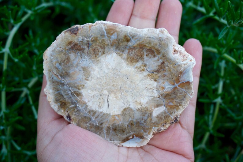 May include: A natural, irregularly shaped stone with a light beige and brown color palette. The stone has a layered appearance with visible cracks and variations in texture. The stone is held in a hand against a backdrop of green foliage.
