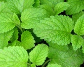 Lemon Balm Seeds - Melissa Officinalis NON GMO USA Garden Seeds Fresh 2021