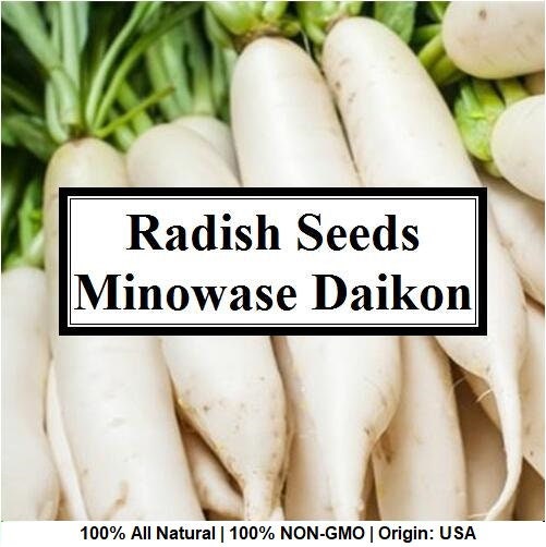 Japanese White Diakon Radish 100 Seeds RADISH Mooli Minowase