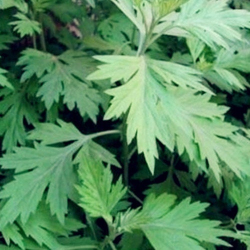 Est. 2000+ Mugwort Seeds – Japanese Yomogi ( Artemisia princeps ) ( b…