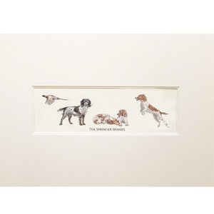 Springer Spaniel Print