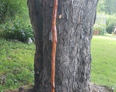 49.5 quot Allegheny Mountain Walking Stick Pennsylvania Wood Hand Crafted Walking Hiking Trekking Camping Stick Gunstock Color Stain OOAK