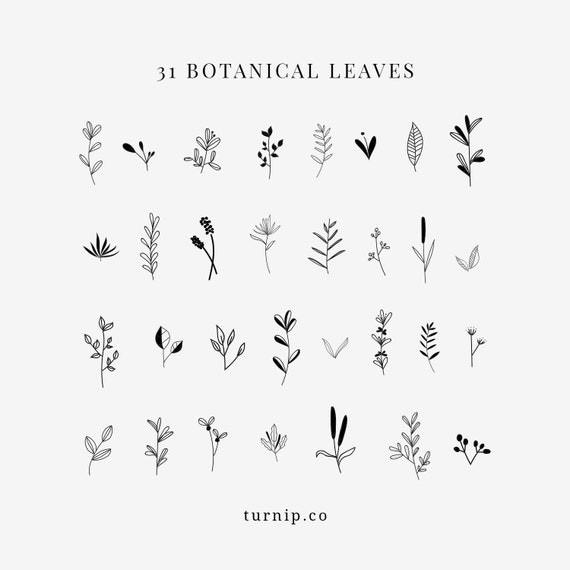 31 Botanical Leaves Clipart Images Cartoon PNG