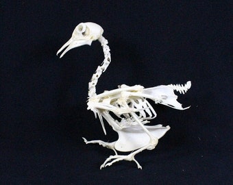 Real Pigeon skeleton Pigeon bone without case and base