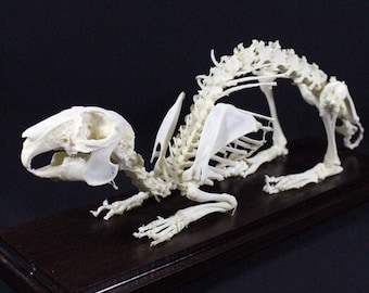 本物のウサギの骨格 ケースと台座なしのウサギの骨 - Etsy 日本