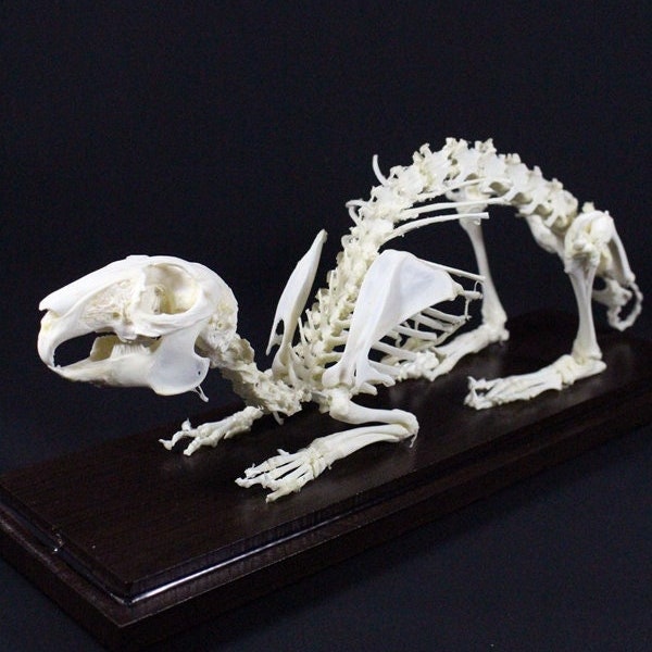 Real Rabbit skeleton Rabbit bone without case and base