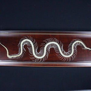 Esqueleto de serpiente real Hueso de serpiente con base