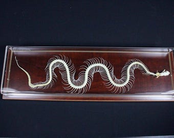 Real Snake skeleton Snake bone with base