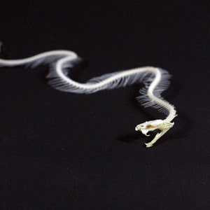 Esqueleto de serpiente real Hueso de serpiente sin estuche y base- Embalaje simple- Montaje diy