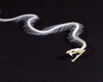 Prawdziwy szkielet węża Kość węża bez etui i podstawy - Proste opakowanie - Montaż typu „zrób to sam”