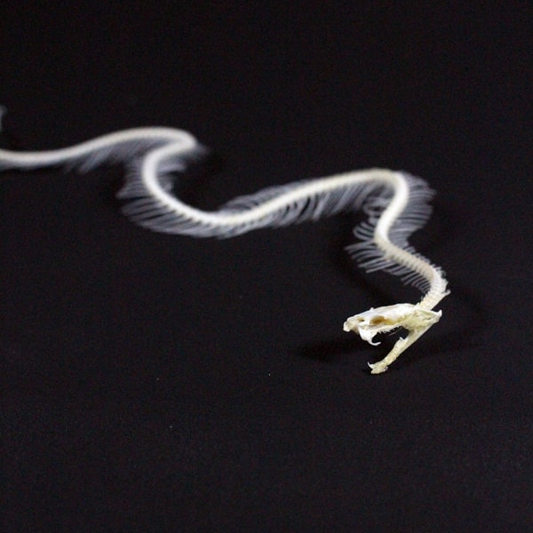 Snake Skeleton Real Etsy