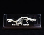 本物のネズミの骨格と台座 - Etsy 日本
