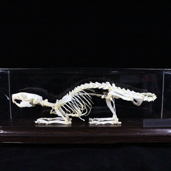 Real Rat skeleton mouse bone with base