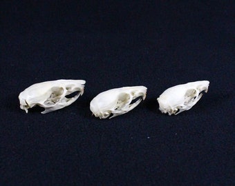 Skull set, Skull Comparison, Teaching specimen, Real Rat Skull (Three skulls) Free Shipping A7