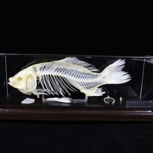 Real Scorpionfish skeleton, Poisonous fish, Scorpaena papillosa