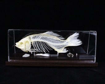 Véritable squelette de poisson Os de poisson avec base