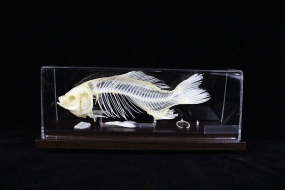 Real Fish Skeleton Fish Bone With Base -  Canada