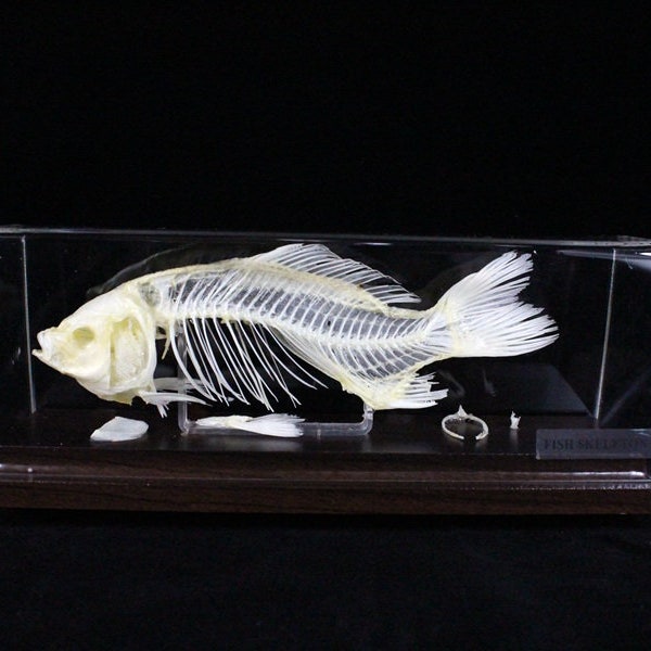 Véritable squelette de poisson Os de poisson avec base