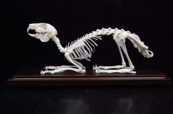 本物のウサギの骨格 台座付きウサギの骨 - Etsy 日本