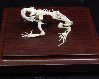 Esqueleto de sapo real Hueso de sapo con base