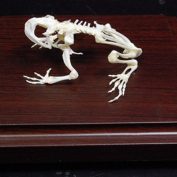 Real Toad skeleton Toad bone with base