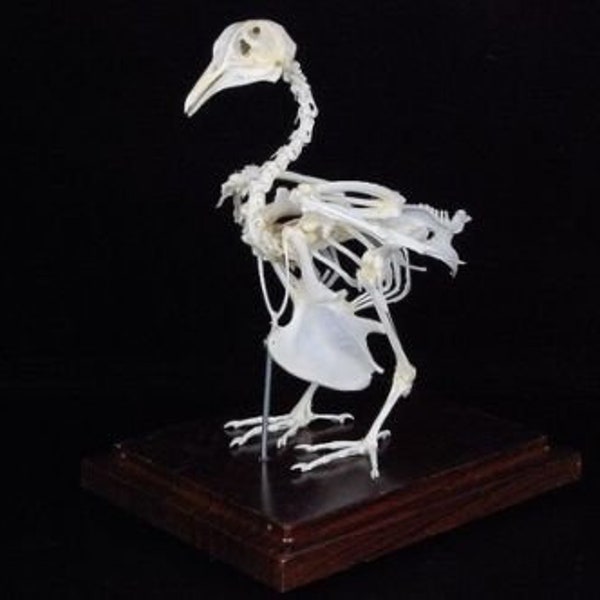 Véritable squelette de pigeon Os de pigeon avec base