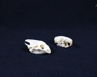 ドブネズミの頭蓋骨 (Rattus norvegicus) 本物の頭蓋骨。齧歯動物