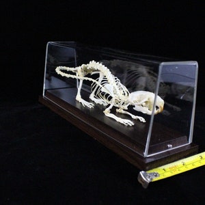 Osso di topo scheletro di ratto reale con base immagine 3
