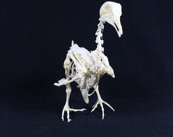 本物の鳩の骨格 ケースと台座なしの鳩の骨 - Etsy 日本
