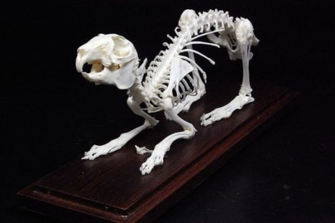 Real Rabbit Skeleton Rabbit Bone in Case and Base Etsy UK