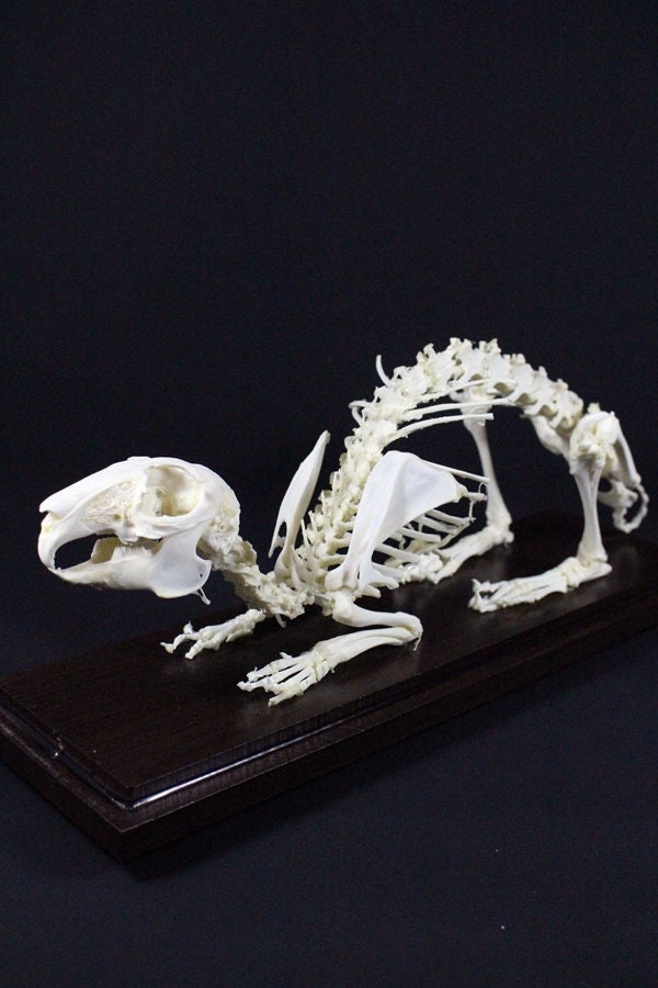  POPETPOP 2pcs Cat Skull Realistic Animal Skull Bone Resin  Fortune Climbing Skeletons for House Snake Hide Frtune Cat Skeleton  Sculpture Reptiles Tarantula Enclosure Accessories Fish Tank : Pet Supplies