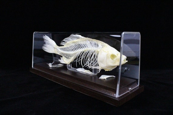 Real Fish Skeleton Fish Bone With Base 