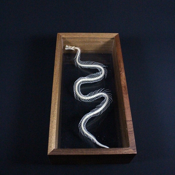 Real Snake skeleton snake bone mounted with new base