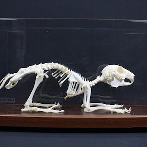 Real Rabbit skeleton Rabbit bone with base