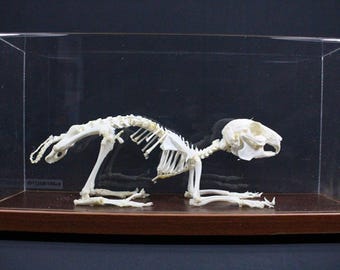 Real Rabbit skeleton Rabbit bone with base