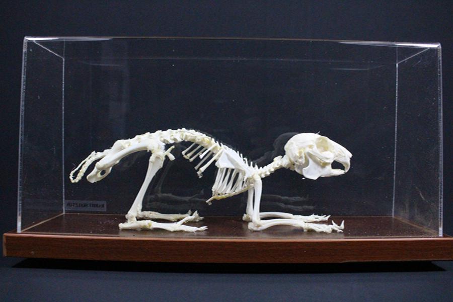 猿　頭蓋骨 ニホンザル（日本猿）の参考資料 - 生物考古学研究所ホームページ