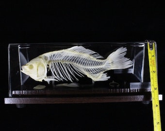 本物の魚の骨格と台座付き魚の骨 - Etsy 日本