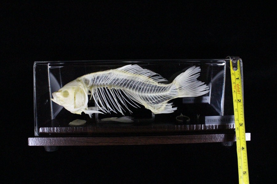 Real Fish Skeleton Fish Bone With Base -  New Zealand