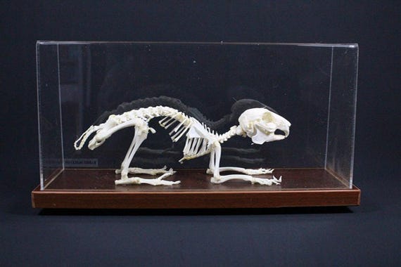 本物のウサギの骨格 台座付きウサギの骨 - Etsy 日本